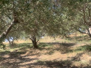 Olivenbäume auf dem Grundstück - Baugrundstück mit Meerblick bei Maleme auf Kreta zu verkaufen