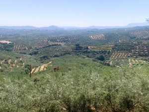 Weiter Blick über die Landschaft - Baugrundstück mit Meerblick bei Maleme auf Kreta zu verkaufen