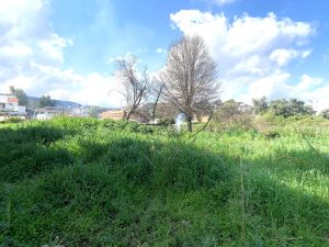 Grundstück mit Bäumen - Baugrundstück in Chania auf Kreta zu verkaufen