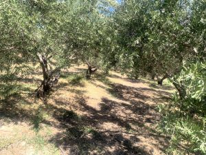 Olivenhain - Baugrundstück mit Meerblick bei Maleme auf Kreta zu verkaufen
