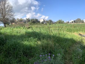 Grüne Wiese - Baugrundstück in Chania auf Kreta zu verkaufen