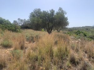 Olivenbaum mit Aussicht - Grundstück mit Panoramablick auf Akrotiri auf Kreta zu verkaufen