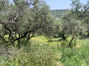 Baugrundstück mit Meerblick bei Kalyves - Immobilie auf Kreta