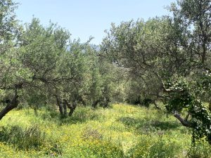 Baugrundstück mit Meerblick bei Kalyves - Immobilie auf Kreta