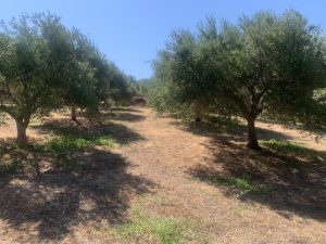 Zufahrt durch die Olivenbäume - Großes Baugrundstück mit Meerblick bei Maleme auf Kreta zu verkaufen