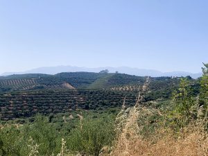 Blick über die Küste - Baugrundstück mit Meerblick bei Maleme auf Kreta zu verkaufen