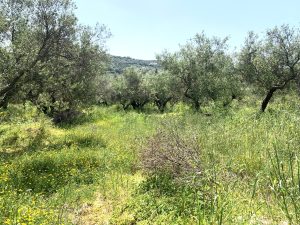 Baugrundstück mit Meerblick bei Kalyves - Immobilie auf Kreta