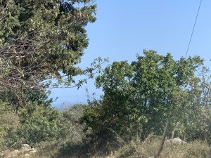Bewachsenes Grundstück - Ebenes Baugrundstück bei Kalyves auf Kreta zu verkaufen
