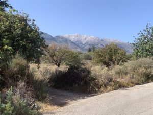 Bäume auf dem Grundstück - Ebenes Baugrundstück bei Kalyves auf Kreta zu verkaufen