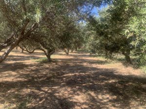 Olivenbäume auf dem Grundstück - Großes Baugrundstück mit Meerblick bei Maleme auf Kreta zu verkaufen