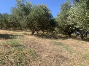 Olivenhain - Großes Baugrundstück mit Meerblick bei Maleme auf Kreta zu verkaufen