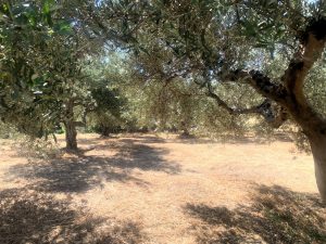 Alter Olivenbaum - Großes Baugrundstück mit Meerblick bei Maleme auf Kreta zu verkaufen
