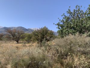 Ebene Fläche mit Bäumen - Ebenes Baugrundstück bei Kalyves auf Kreta zu verkaufen