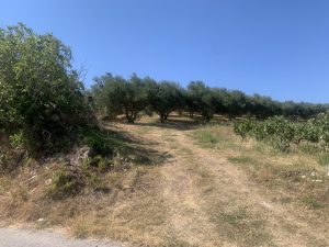 Weg durch den Olivenhain - Großes Baugrundstück mit Meerblick bei Maleme auf Kreta zu verkaufen