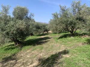 Olivenhain mit Bergblick - Baugrundstück mit Meerblick bei Maleme auf Kreta zu verkaufen