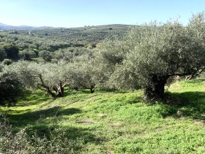 Olivenhain im Frühling - Baugrundstück mit Meerblick bei Maleme auf Kreta zu verkaufen