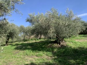 Blick über den Olivenhain - Baugrundstück mit Meerblick bei Maleme auf Kreta zu verkaufen