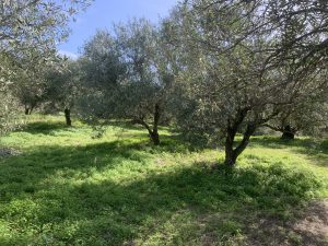 Alte Olivenbäume - Baugrundstück mit Meerblick bei Maleme auf Kreta zu verkaufen
