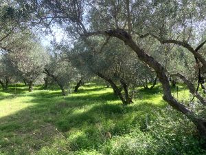 Olivenbaum auf dem Grundstück - Baugrundstück mit Meerblick bei Maleme auf Kreta zu verkaufen