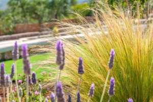 Lavendel im Garten - – Elafonisos Aqua Villas