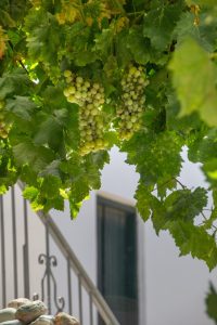 Trauben an der Weinlaube - Steinhaus Koumeika Samos